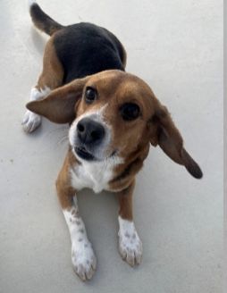 Apollo, Rüde, 3 Jahre