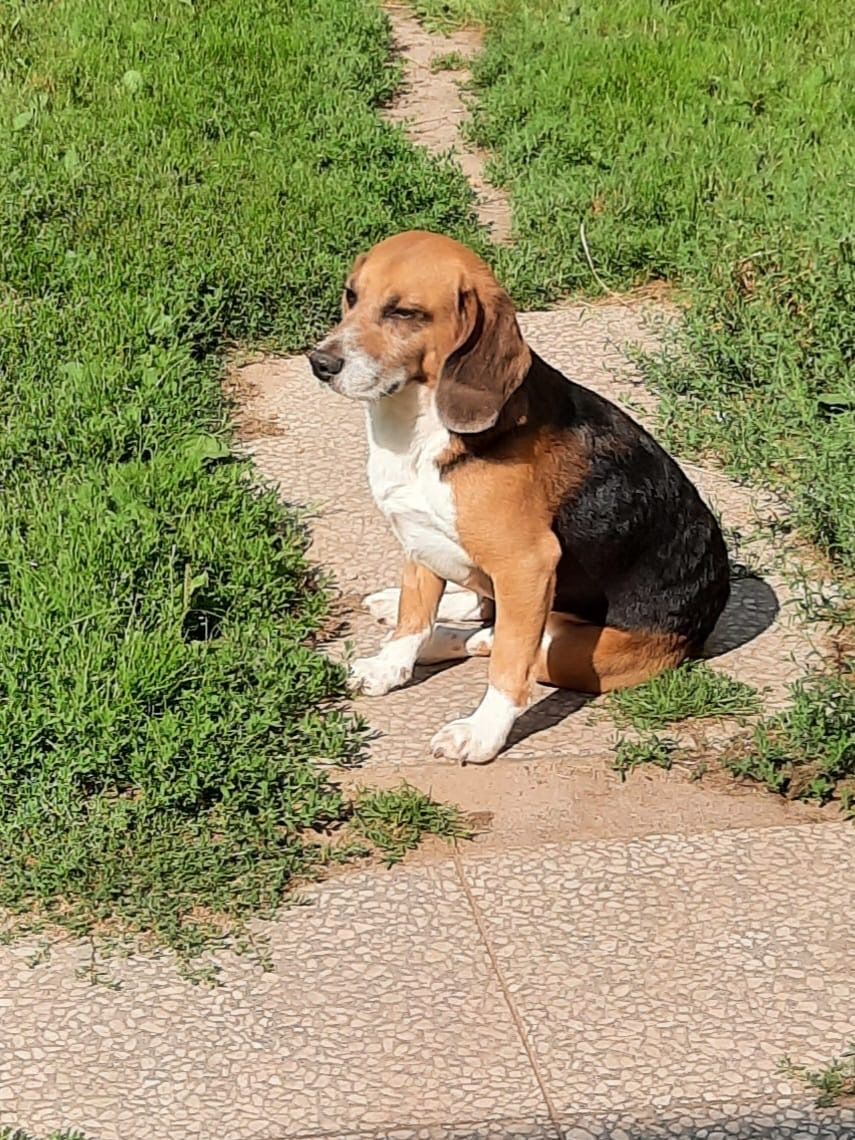Rocky, Rüde, 5 Jahre