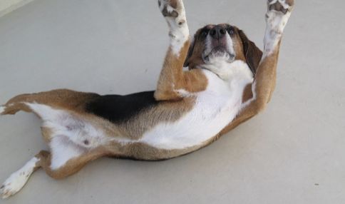 Rocky, Rüde, 5 Jahre