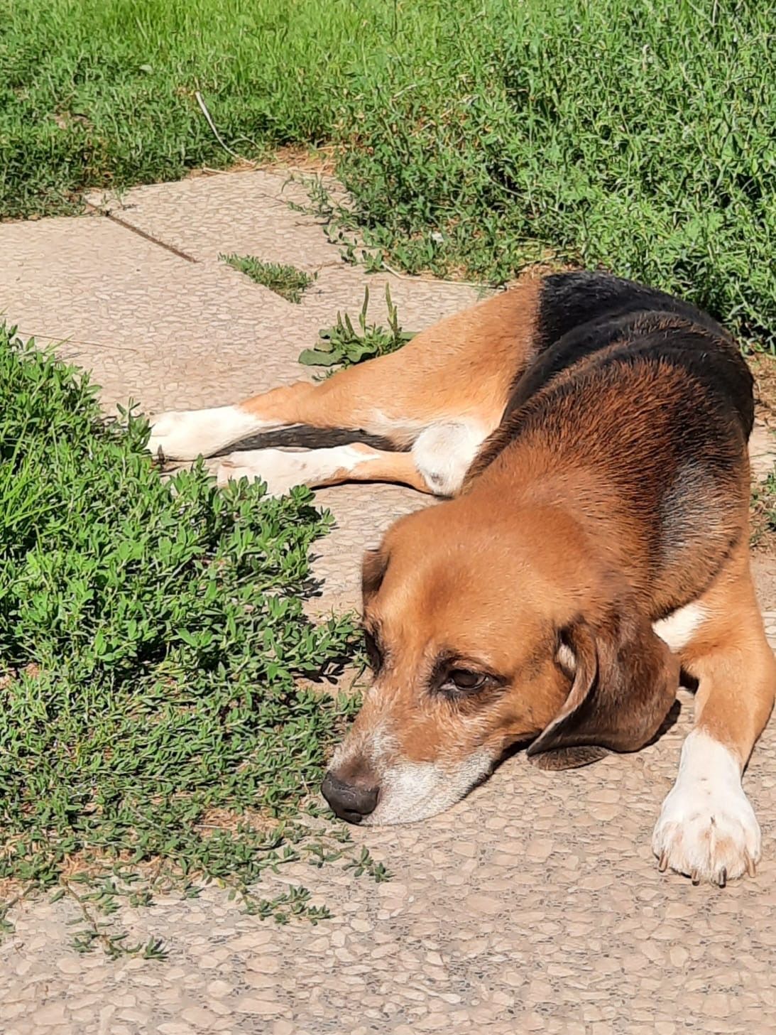 Rocky, Rüde, 5 Jahre