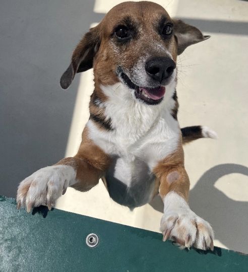 Stormy, Rüde, 5 Jahre