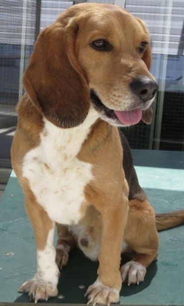 Sunny ehem. Stormy, Rüde, 5 Jahre