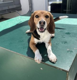 Flash, Rüde, 5 Jahre