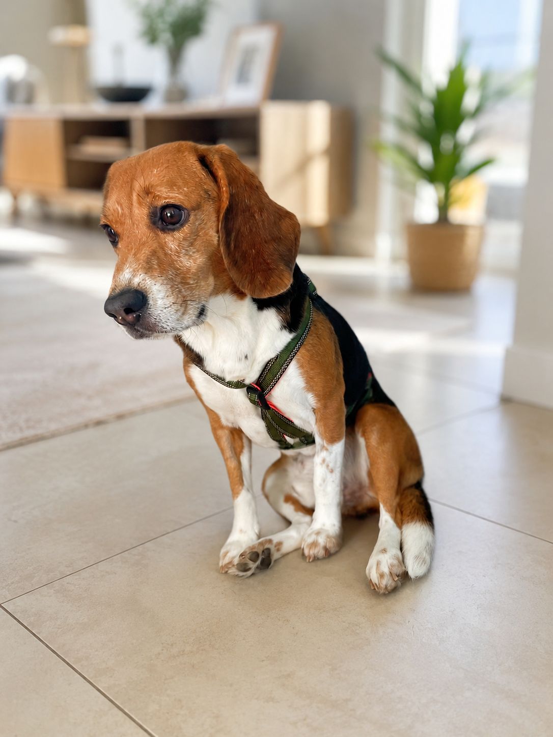 Flash, Rüde, 5 Jahre