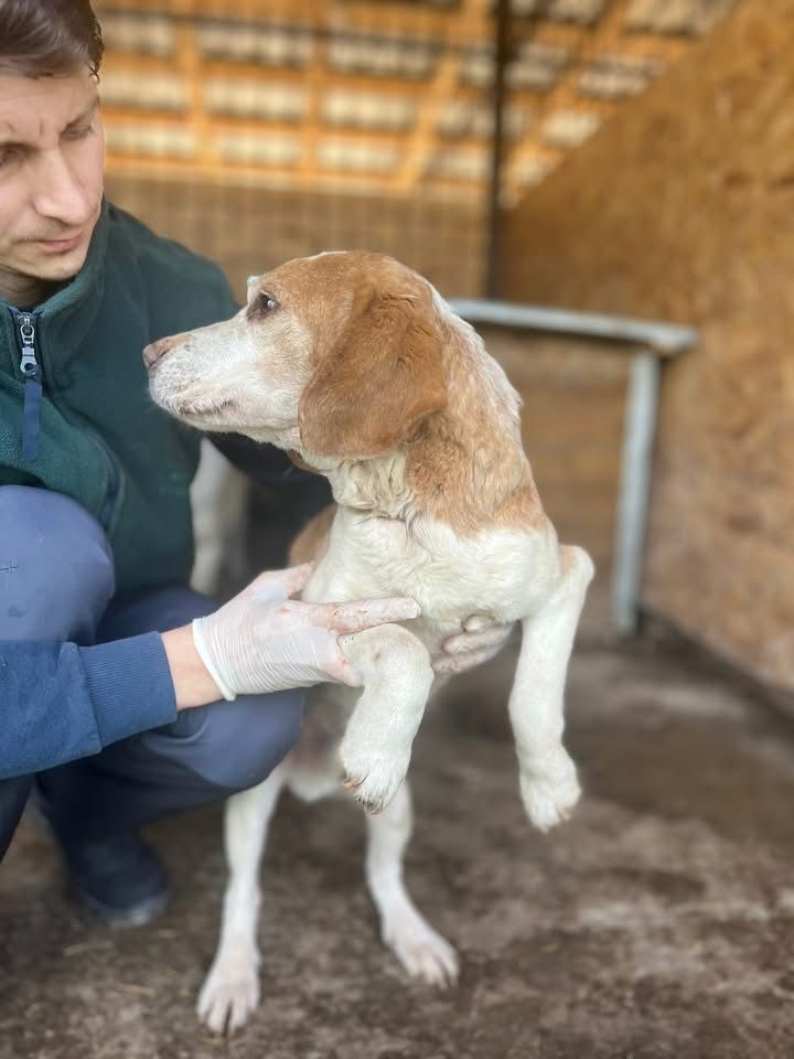 Bobo, Rüde, 7 Jahre