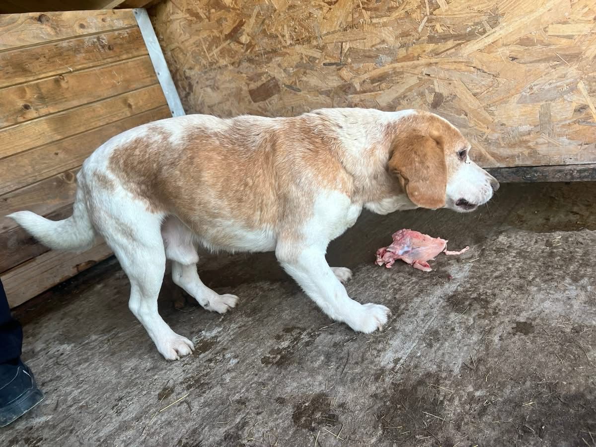 Bobo, Rüde, 7 Jahre