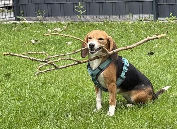Miri, Hündin, 3 Jahre