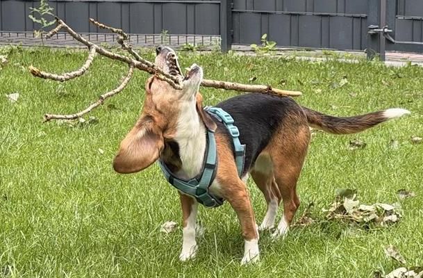 Miri, Hündin, 3 Jahre