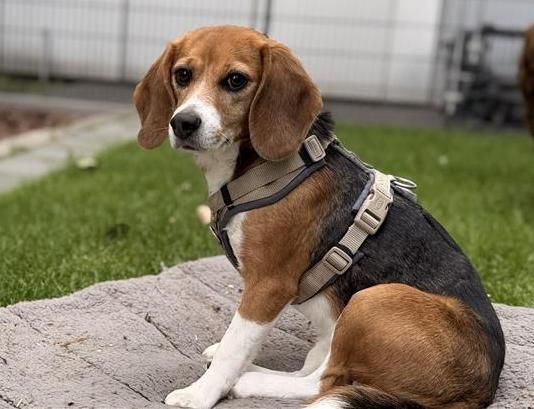 Coco, Hündin, 2 Jahre
