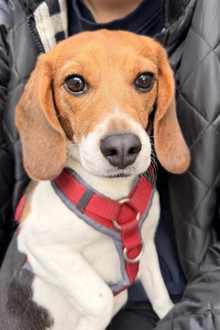 Zoë, Hündin, 2 Jahre