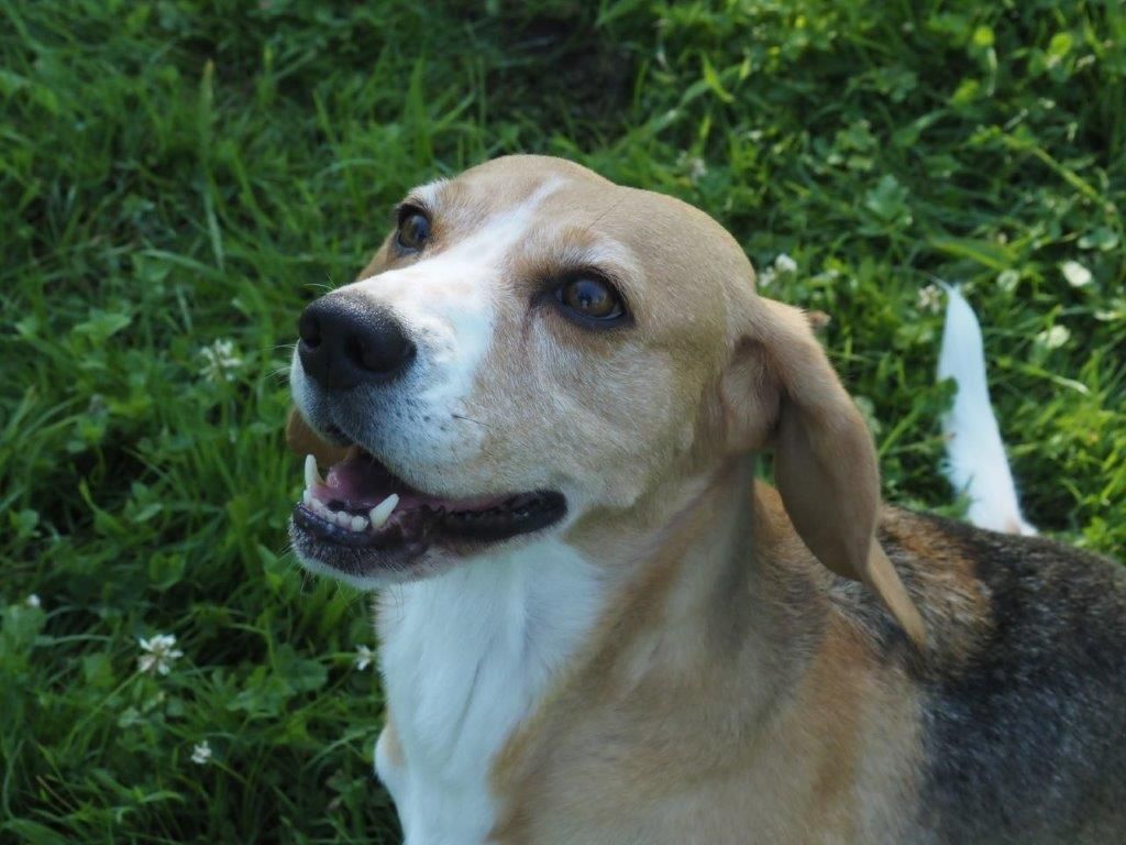 Wendy, Hündin, 6 Jahre