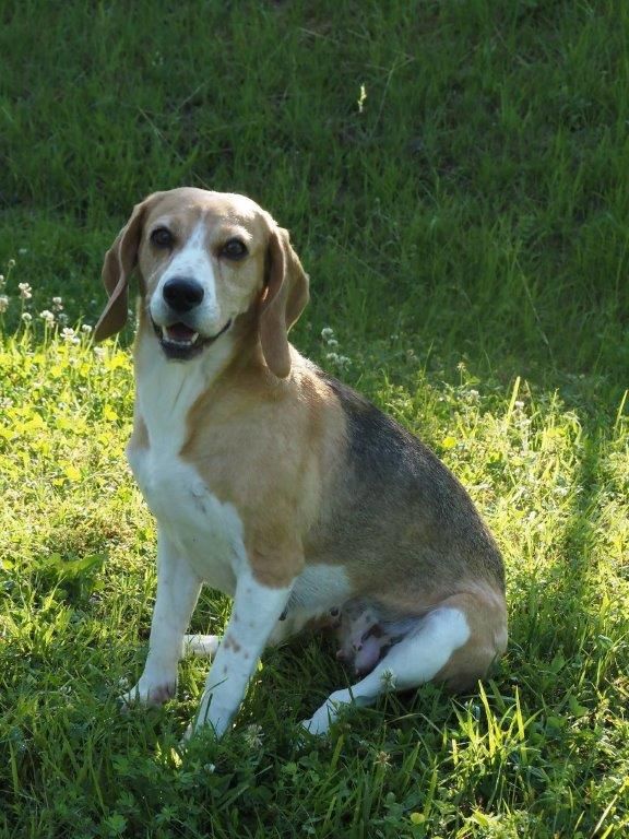 Wendy, Hündin, 6 Jahre