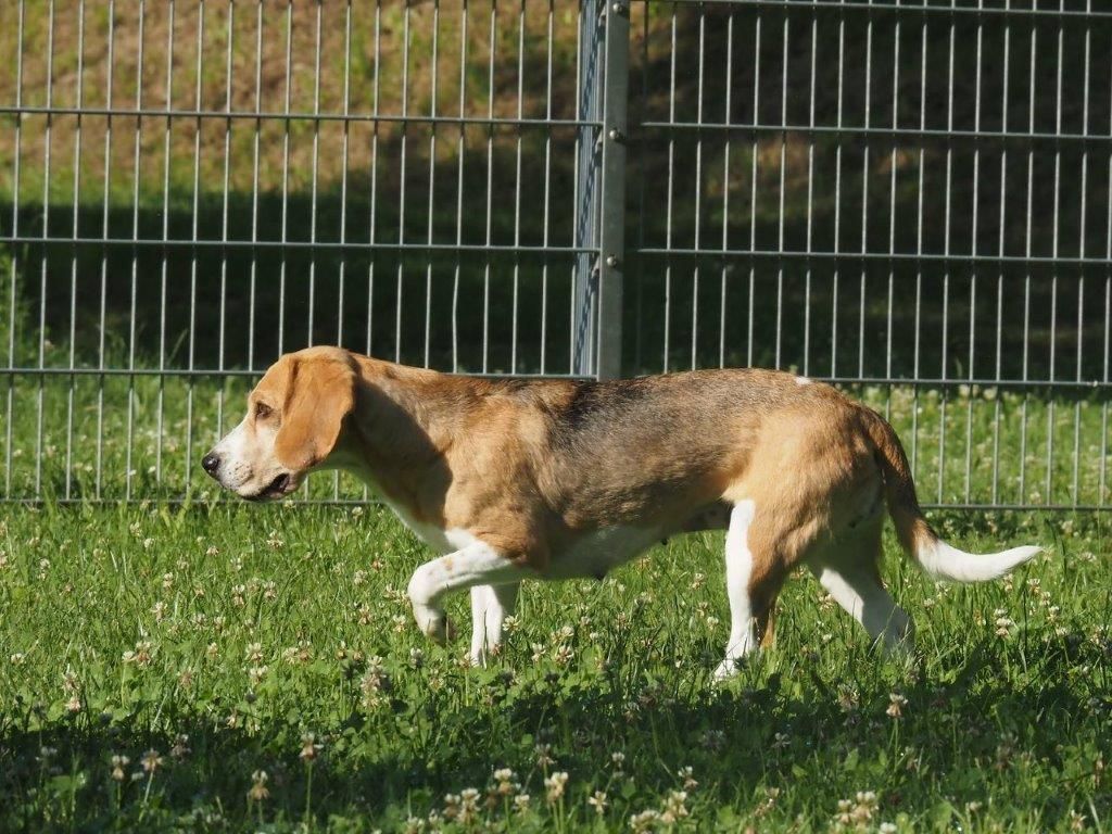 Wendy, Hündin, 6 Jahre
