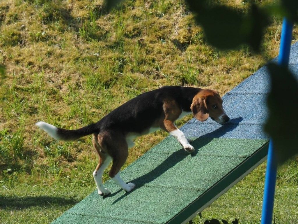 Tori, Rüde, 1 Jahr
