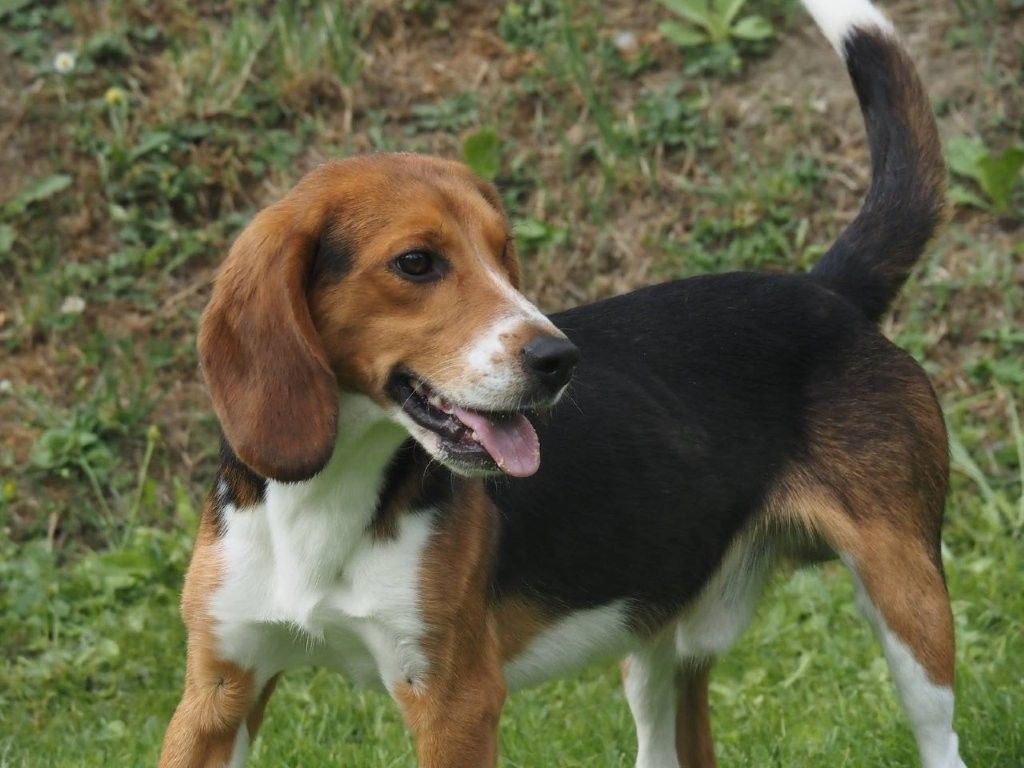 Tori, Rüde, 1 Jahr