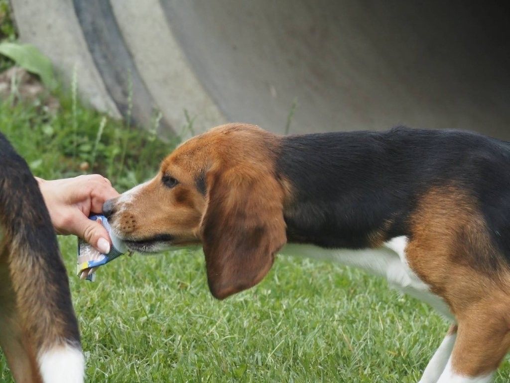 Tori, Rüde, 1 Jahr