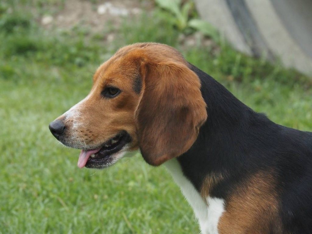 Tori, Rüde, 1 Jahr