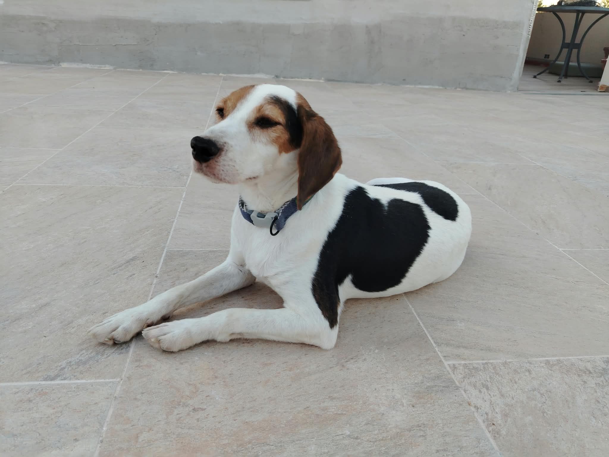 Miguelito (ESP), Rüde, 1 Jahr