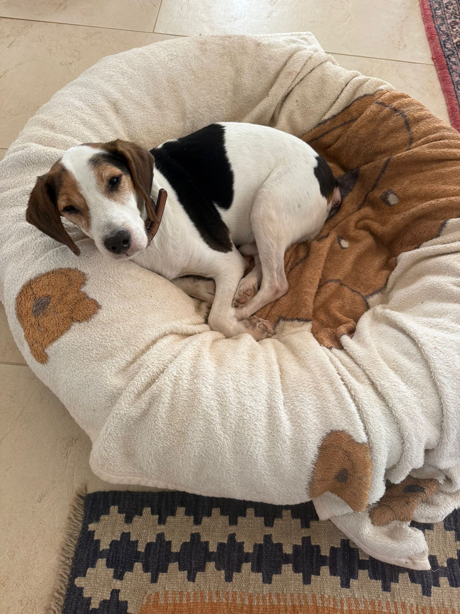 Miguelito (ESP), Rüde, 1 Jahr