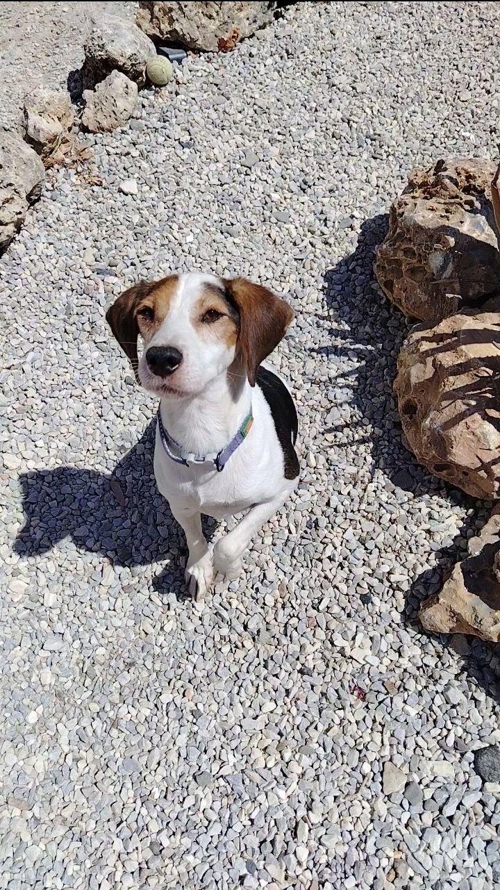 Miguelito (ESP), Rüde, 1 Jahr