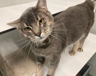 George, Kater, 11 Monate