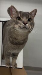 George, Kater, 11 Monate