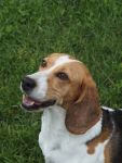 Xena, Hündin, 6 Jahre