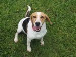 Xena, Hündin, 6 Jahre