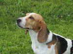 Xena, Hündin, 6 Jahre