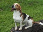Xena, Hündin, 6 Jahre