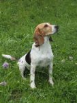 Xena, Hündin, 6 Jahre