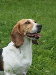 Xena, Hündin, 6 Jahre