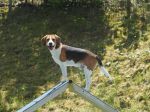 Ivan, Rüde, 2 Jahre