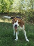 Ivan, Rüde, 2 Jahre