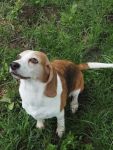 Yello, Hündin, 6 Jahre