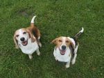 Yello, Hündin, 6 Jahre