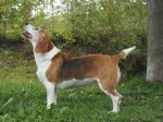 Yello, Hündin, 6 Jahre