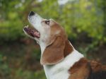 Yello, Hündin, 6 Jahre