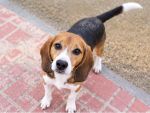 Captain , Rüde, 3 Jahre