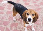 Captain , Rüde, 3 Jahre