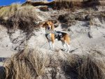 Melly ✞, Hündin, 13 Jahre