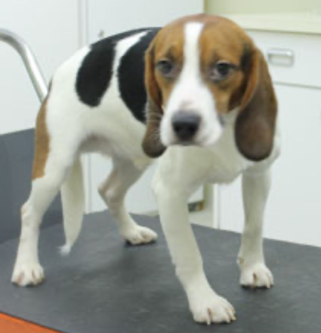 Finnley ehem. Otto ✞, Rüde, 11 Jahre