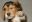 image2WinkeBeagle.jpg