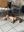 AE764593-ED7C-4955-988A-A981F3E0BD64.jpeg