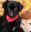 Mischlingshund_aus_Pflegestelle_72.jpg