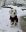 fullsizeoutput_6962.jpeg