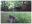 Wald.jpg