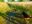 8-DSCN5965.JPG