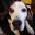 BeagleSam.jpg