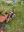 IMG_2397.jpeg